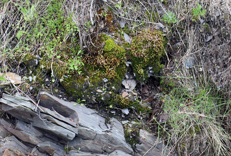Bryum archangelicum